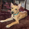adoptable Dog in santa clara, CA named Joey