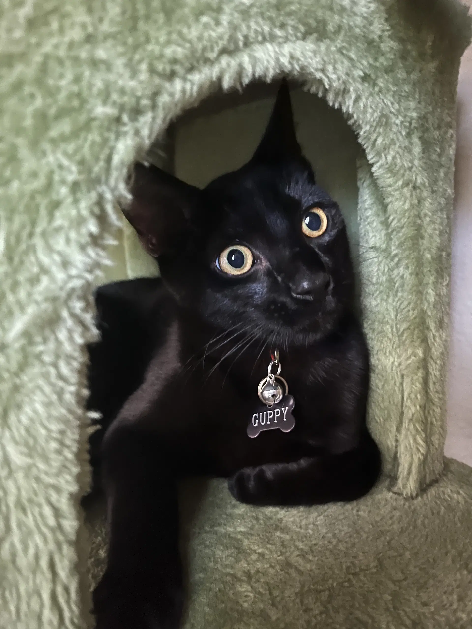 Guppy - Domestic Short Hair
