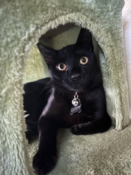 GUPPY - Domestic Short Hair / Domestic Medium Hair available for adoption