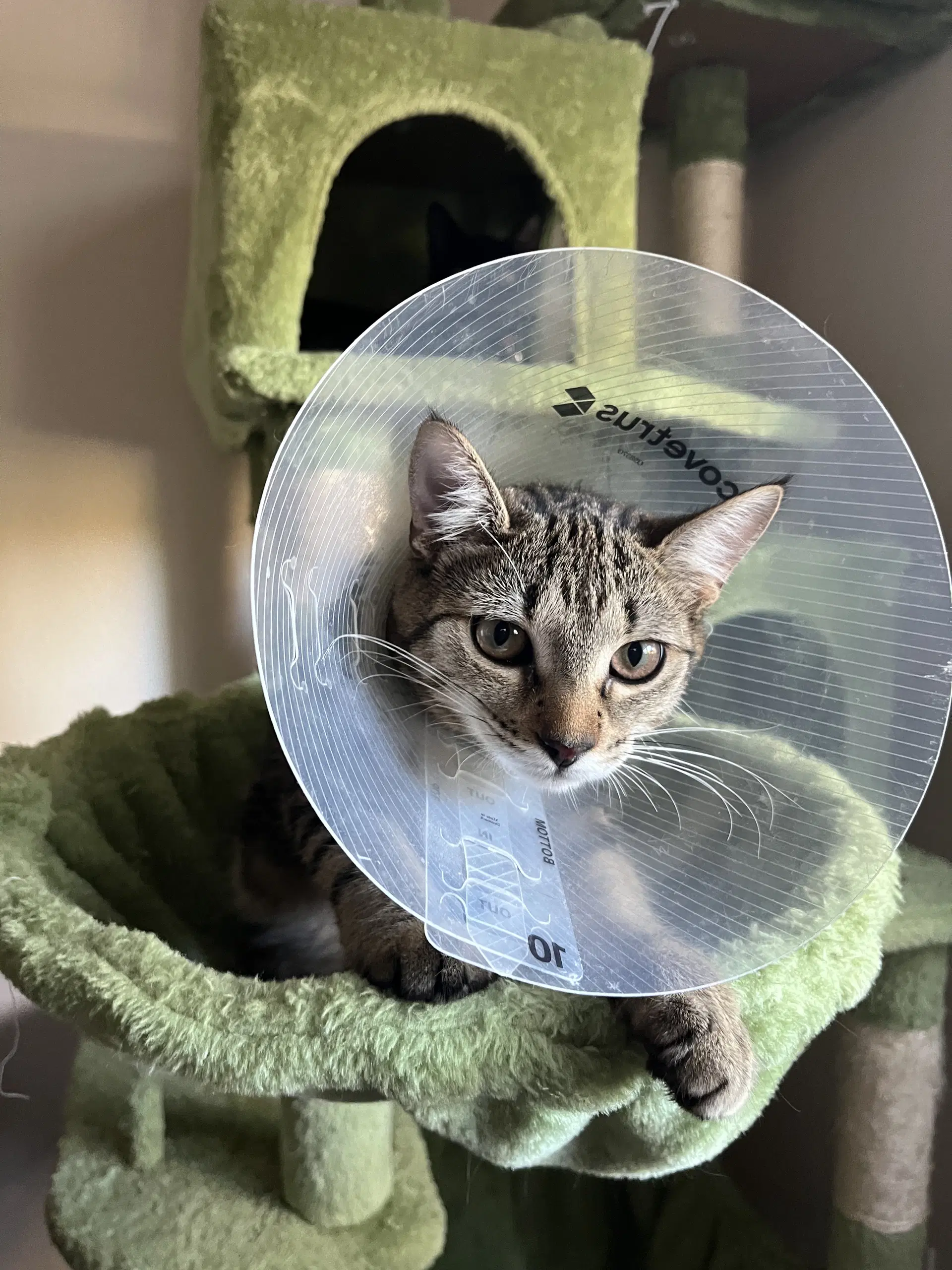 Fiddy Pudding - Domestic Short Hair
