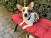 adoptable Dog in Santa Clara, CA named Peanut Butter