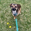 adoptable Dog in santa clara, CA named Charlie Boy