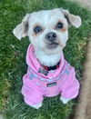 adoptable Dog in santa clara, CA named Libby