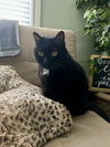 adoptable Cat in santa clara, CA named John
