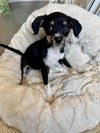 adoptable Dog in Santa Clara, CA named Tilly