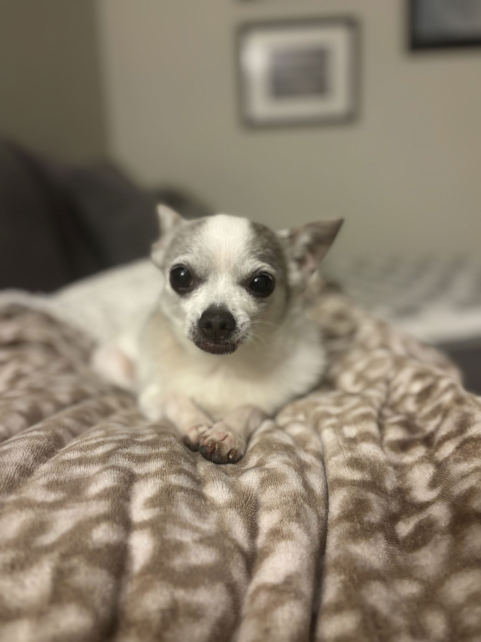 adoptable Dog in Santa Clara, CA named Chavo