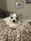 adoptable Dog in santa clara, CA named Chavo