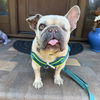 adoptable Dog in  named Moka