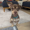 adoptable Dog in santa clara, CA named LuLu