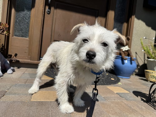ERNIE - Jack Russell Terrier / Border Terrier available for adoption