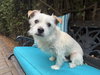 Ernie - Photo 3