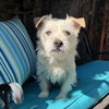 Ernie - Photo 4