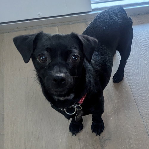 DARLA - Chihuahua available for adoption
