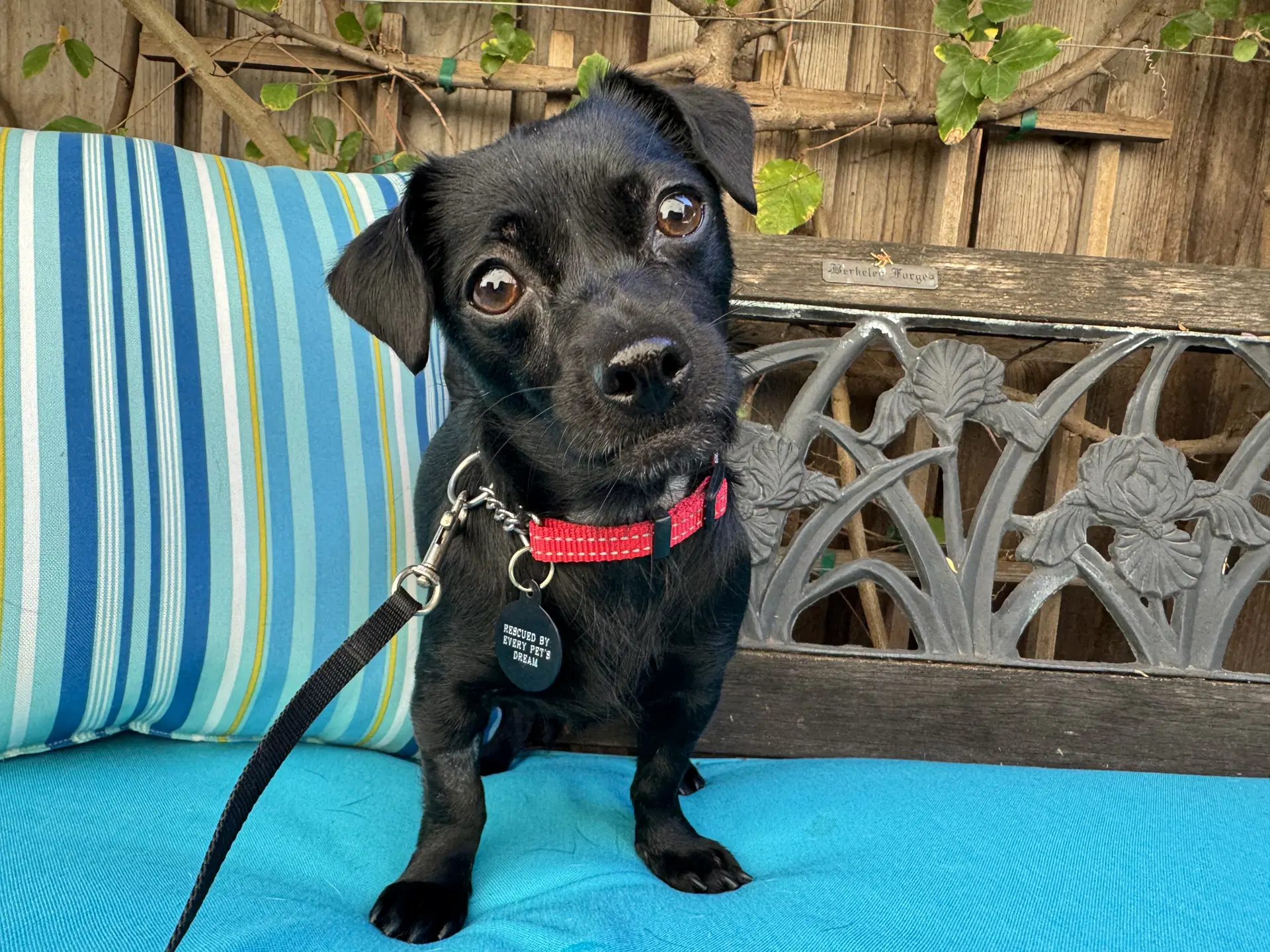 Darla - Chihuahua