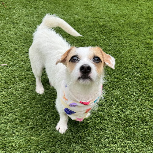 SPUNK - Parson Russell Terrier available for adoption