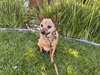 Borris - Photo 6