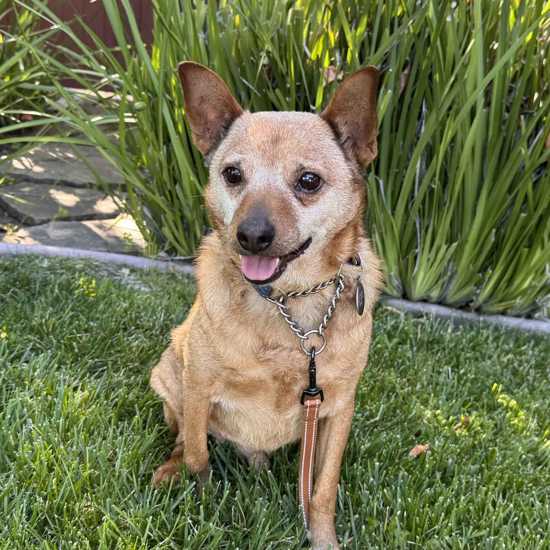 Borris - Australian Cattle Dog/Blue Heeler
