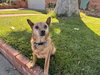 Borris - Photo 7