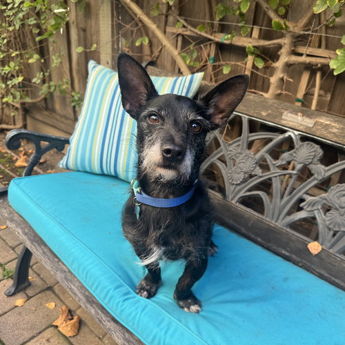 picture of the dog needing adoption