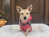 Lacey - Photo 1