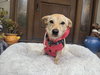 Lacey - Photo 2
