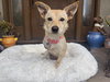 Lacey - Photo 3