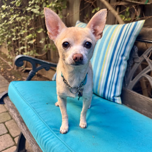 CISCO - Chihuahua available for adoption