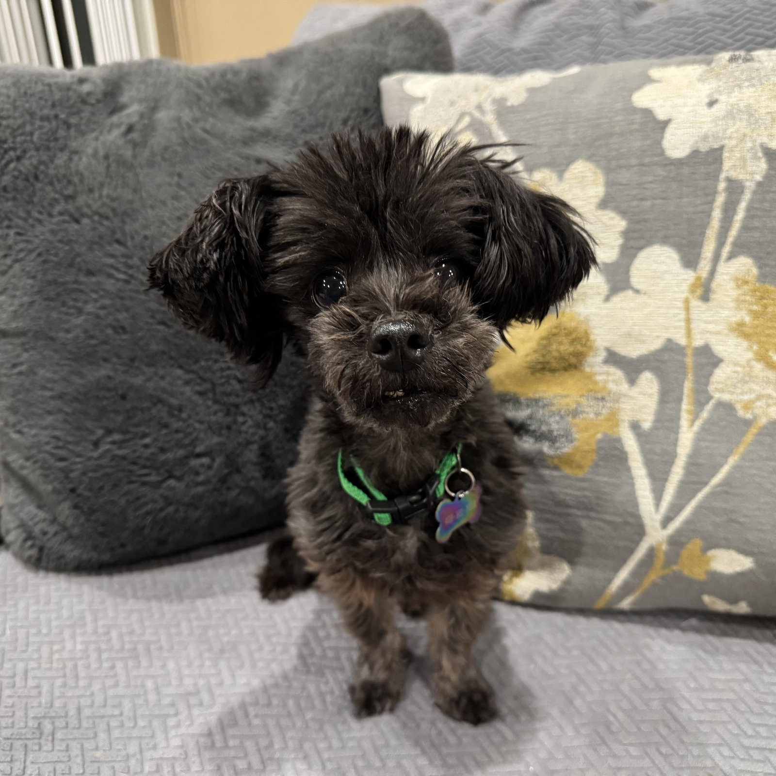 Chewy