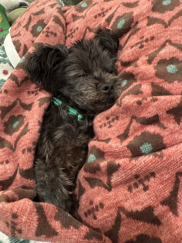 Chewy