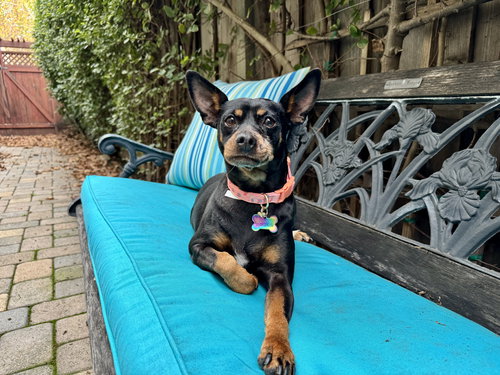 picture of the dog needing adoption