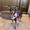 Poppy - Photo 2