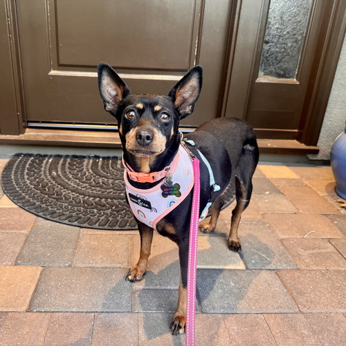 POPPY - Miniature Pinscher available for adoption