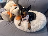 Poppy - Photo 3