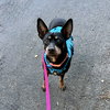Poppy - Photo 4