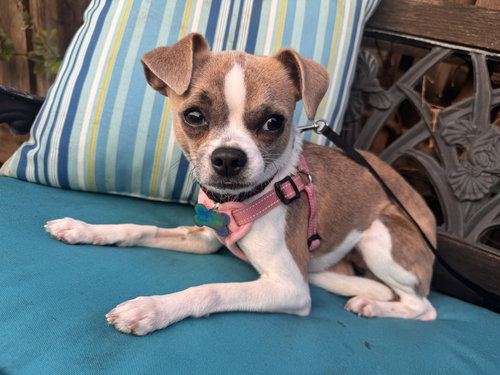 FINLEY - Pug / Chihuahua available for adoption