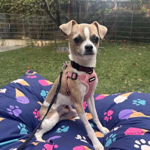 picture of the dog needing adoption