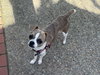 Finley - Photo 3