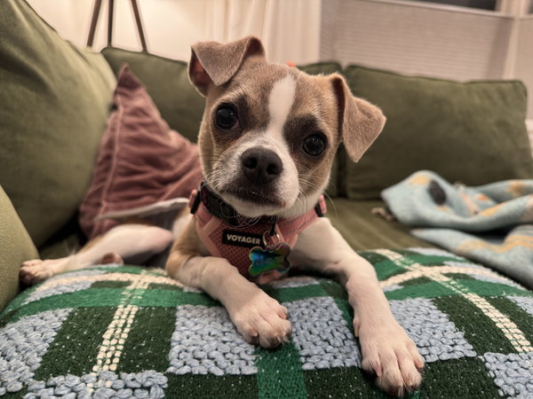 Finley