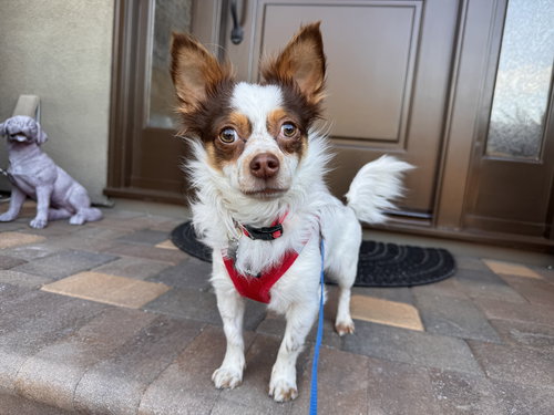 picture of the dog needing adoption