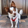 Gizmo - Photo 2