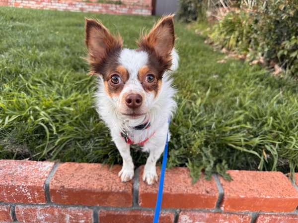Gizmo