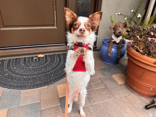 GIZMO - Chihuahua / Papillon available for adoption