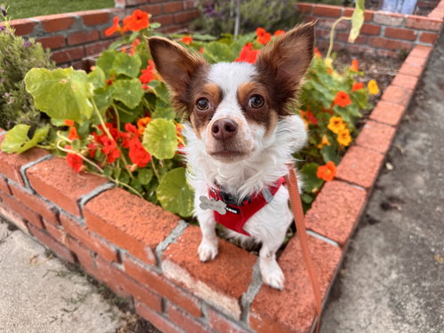 GIZMO - Chihuahua / Papillon for adoption in San Jose