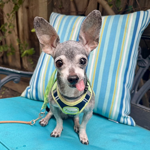 picture of the dog needing adoption