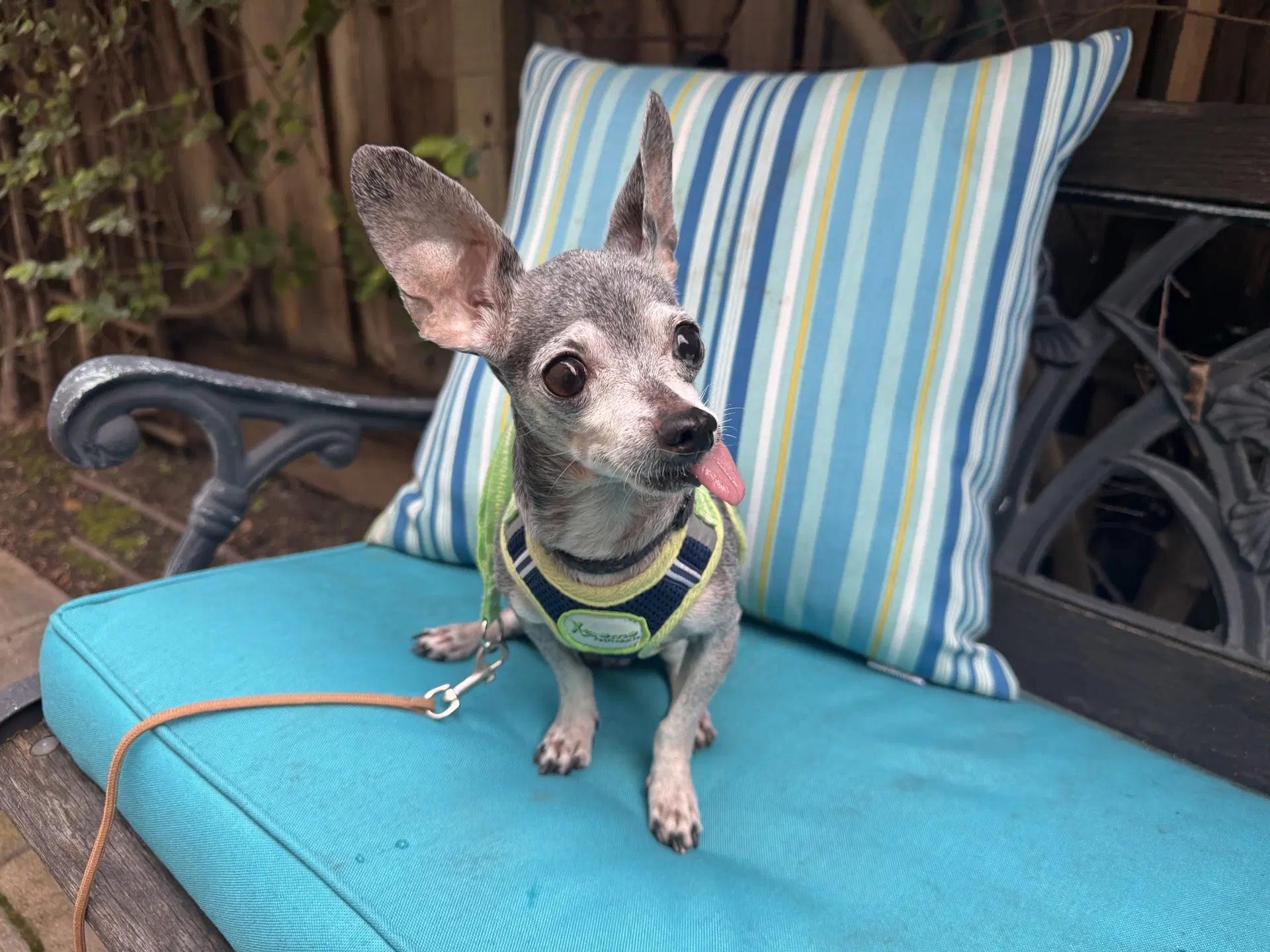 Baxter image 2