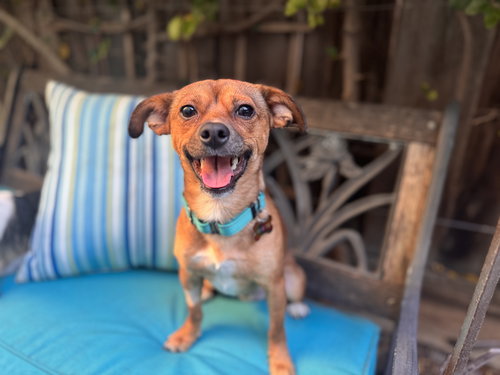 picture of the dog needing adoption