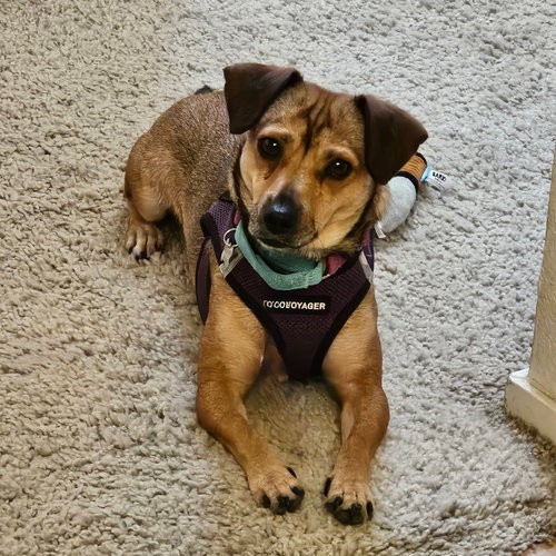 picture of the dog needing adoption