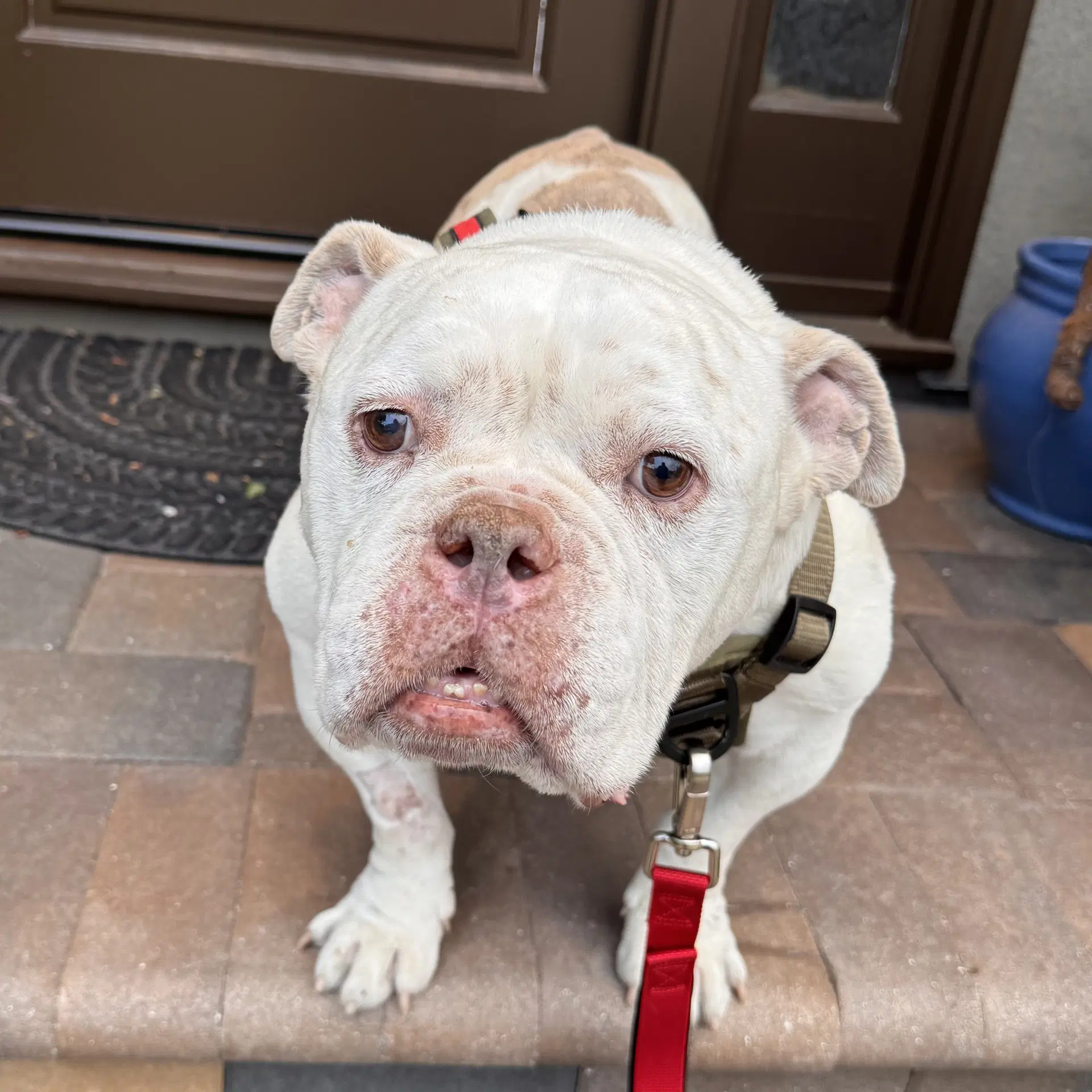 Charlie Chapo - American Bulldog