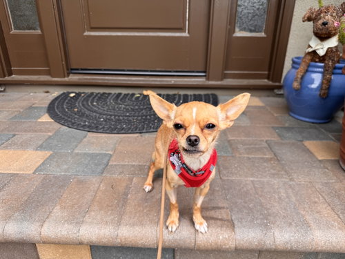 Tiny, an adoptable Chihuahua in Santa Clara, CA