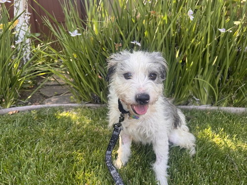 Olive, an adoptable Border Terrier in Santa Clara, CA